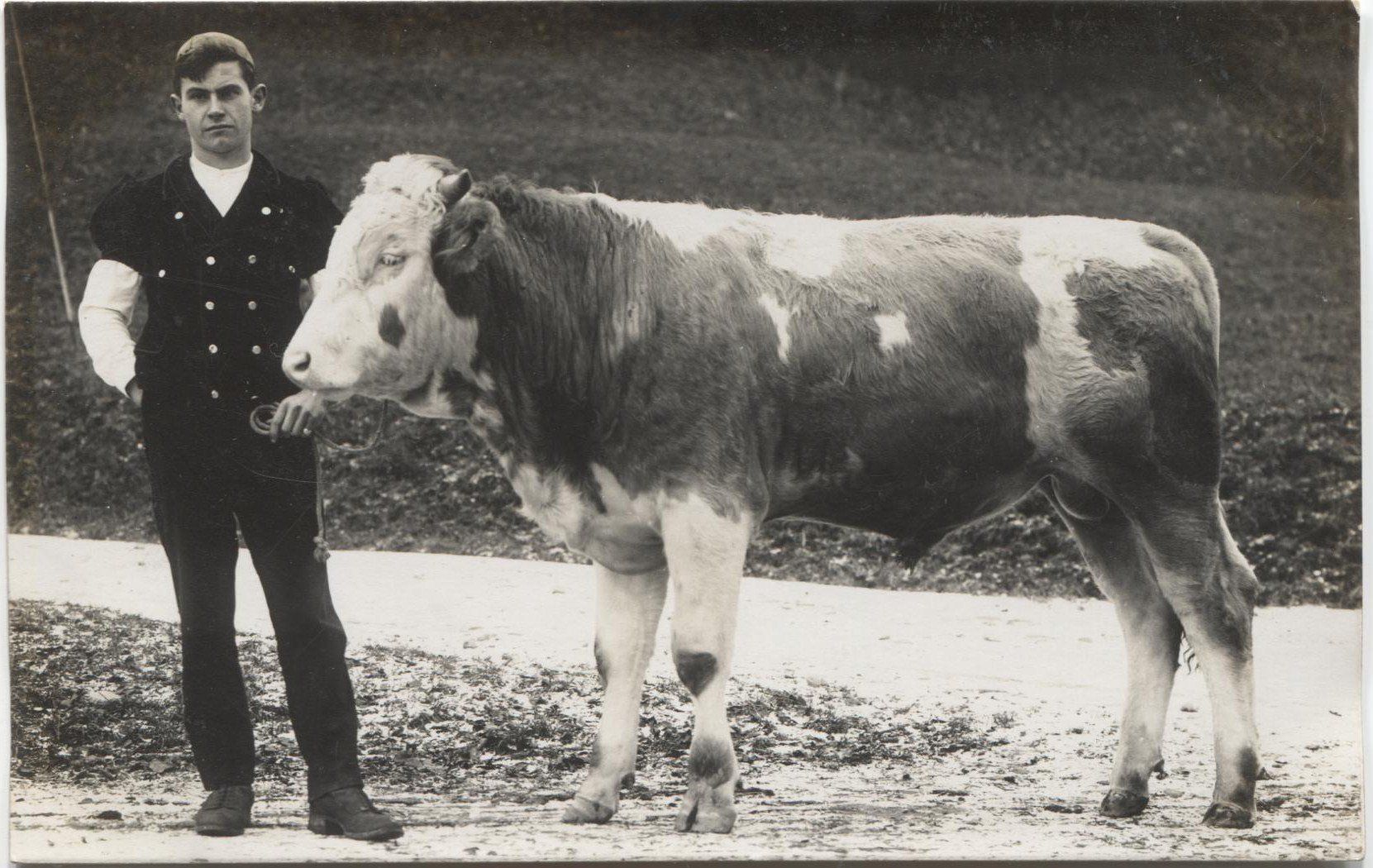 Cartoline postali: LANDWIRSCHAFT/BAUER mit KUH 1920 FR/BE? – Usato da Wil SG venduto da Clanx