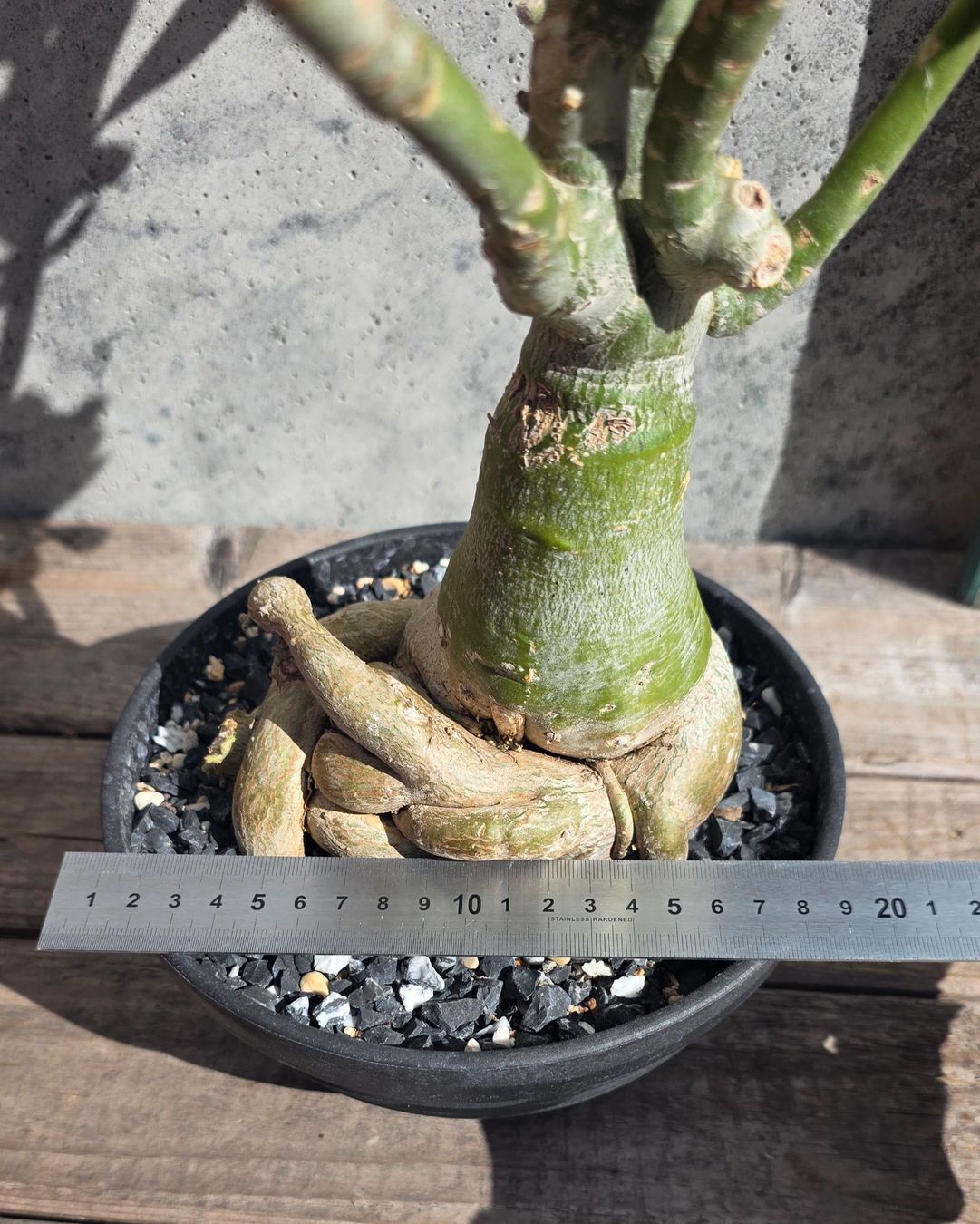 Piante & sementi: Adenium Obesum Rot / Wüstenrose – Nuovo (secondo la descrizione) da St.Erhard venduto da Plumilandschweiz 7