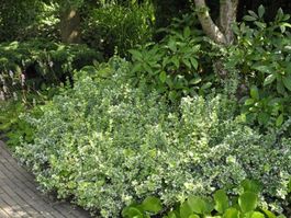 EUONYMUS FORTUNEI - Kriechspindelstrauch
