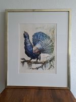 Auerhahn: Lithographie von Roland Guatelli:
