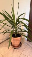 Zimmerpflanze Yucca Palme 130 cm hoch inklusive Untersetzer