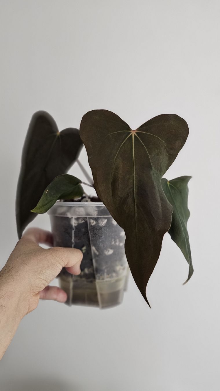Plantes & graines: Anthurium Sp. Nov DF Klon – Neuf (Voir description) à Märstetten par PatGomes