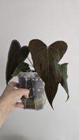 Anthurium Sp. Nov DF Klon