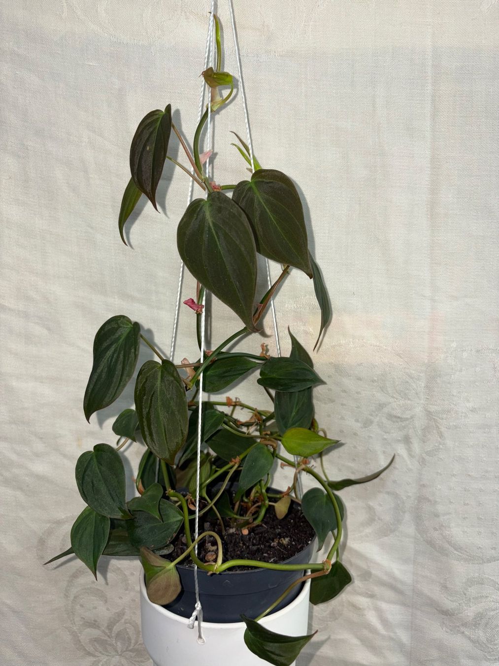 Piante & sementi: Philodendron scandens micans, getopfte Pflanze – Usato da Winterthur venduto da Aniger 1