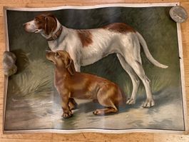 Schulwandbild Lerntafel Hund