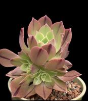 Aeonium leucoblepharum – SELTENE Sukkulente, 10–20 cm Pflanz