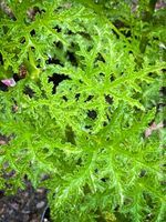 Pelargonium Pseudoglutinosum – Rarität mit filigranem Laub