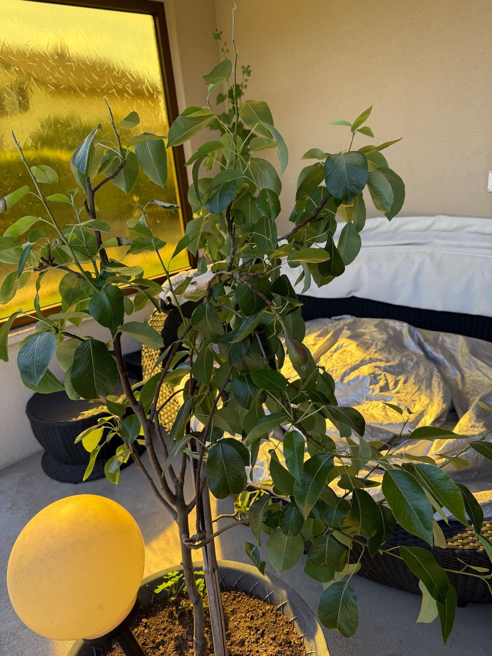Piante & sementi: Birnenbaum in Topf – Usato da Biberist venduto da ber_76bn