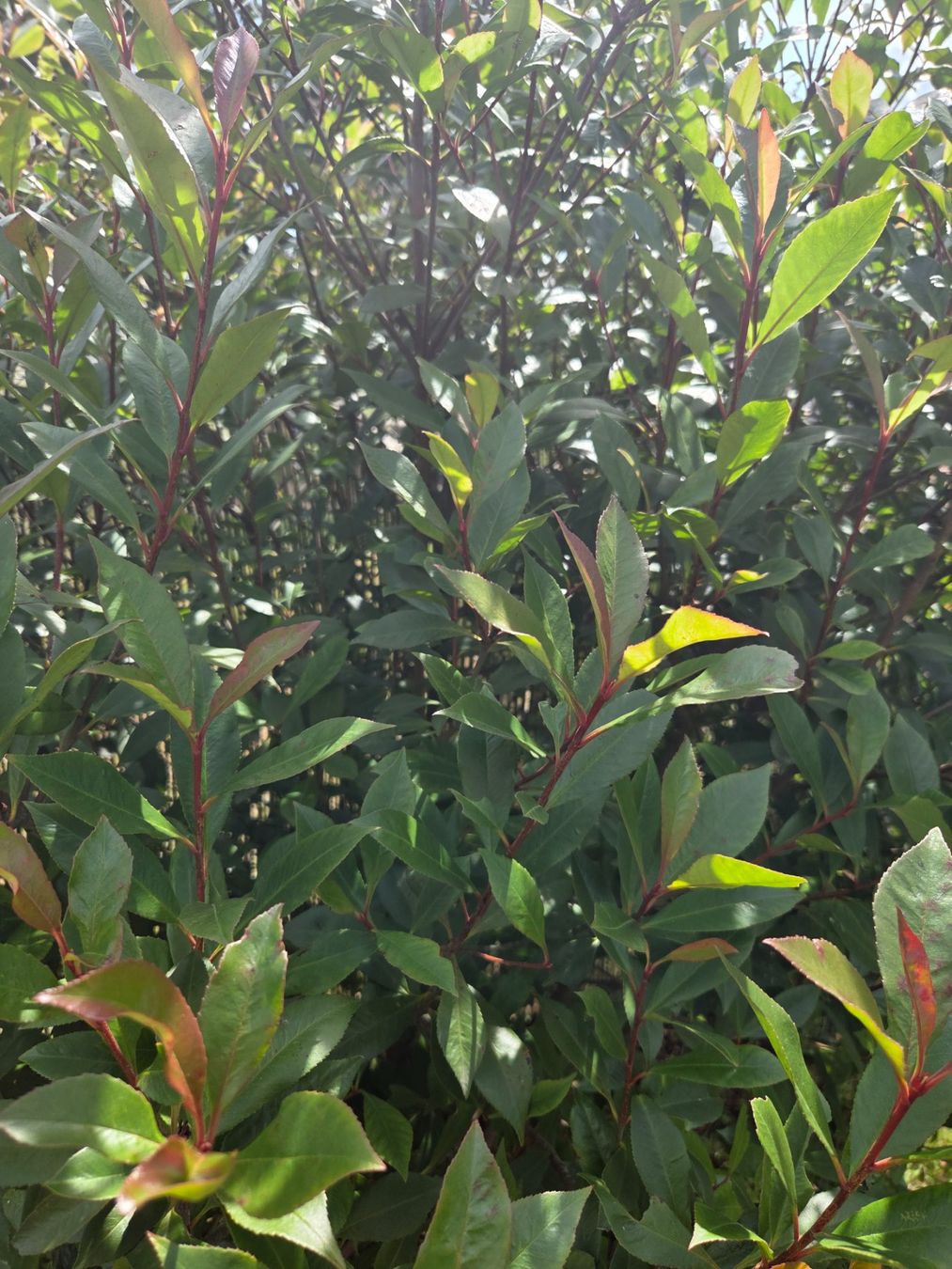 Plantes & graines: Glanzmispel XXL – Neuf (Voir description) à Höri par fab_w7p5 2