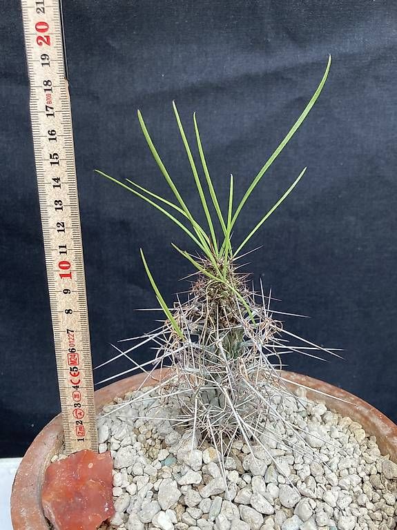 Piante & sementi: Caudex Didierea madagascariensis – Nuovo e nell'imballaggio originale da Liestal venduto da PrebenZwei 2