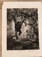 Gravure singes jungle état d'occasion