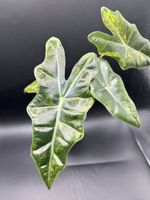 Alocasia Pseudosanderiana Aurea Variegata (1-2)
