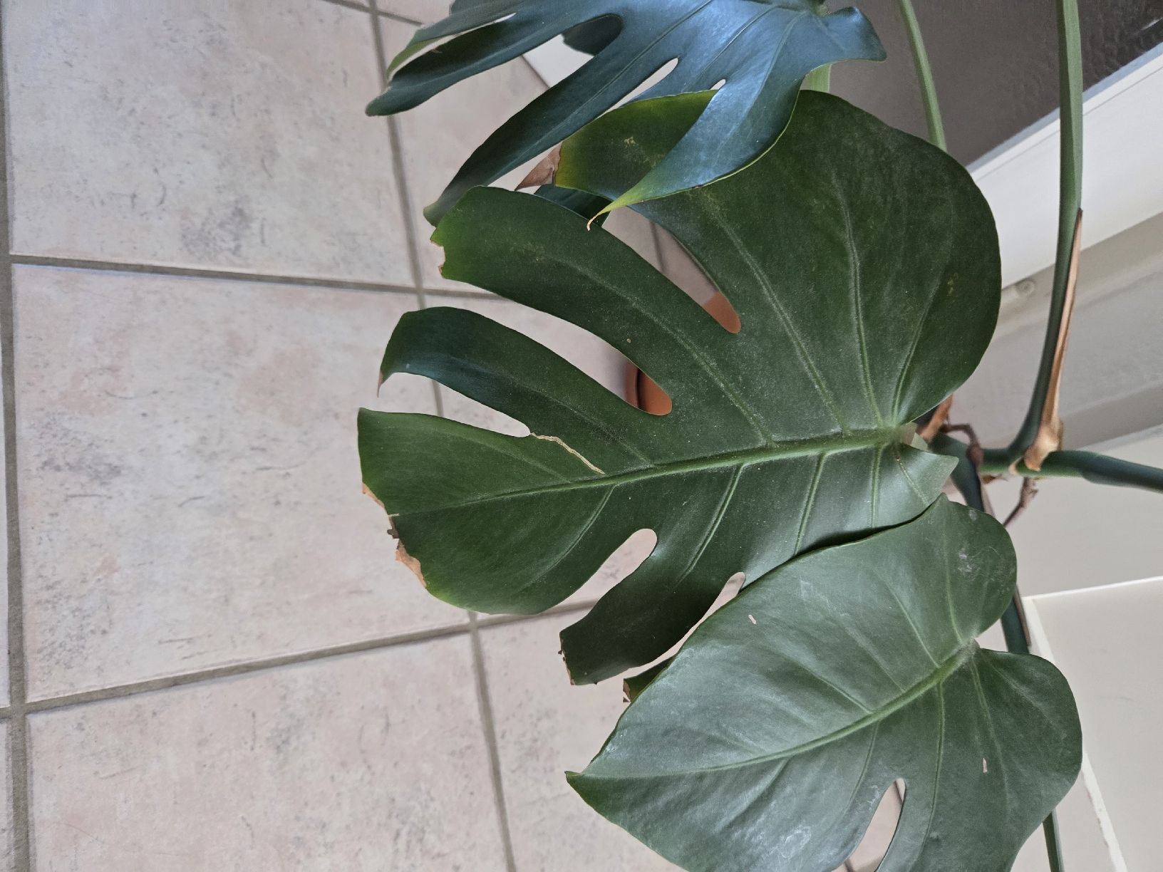 Piante & sementi: Monstera – Usato da Zürich venduto da Shiva79 1