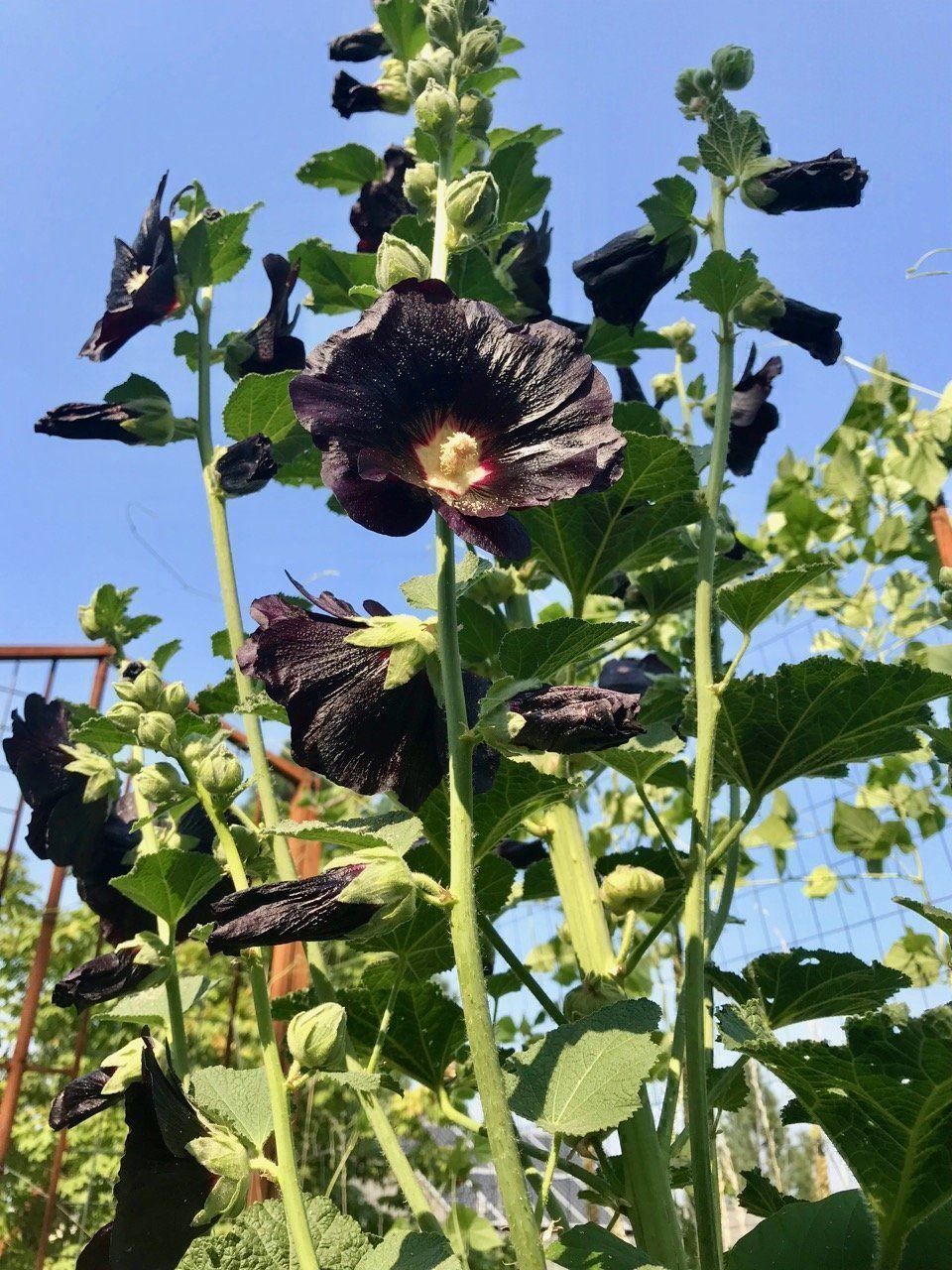 Piante & sementi: 50 Samen Alcea Nigra – Nuovo (secondo la descrizione) da Ehrendingen venduto da VerveinaSamen 1