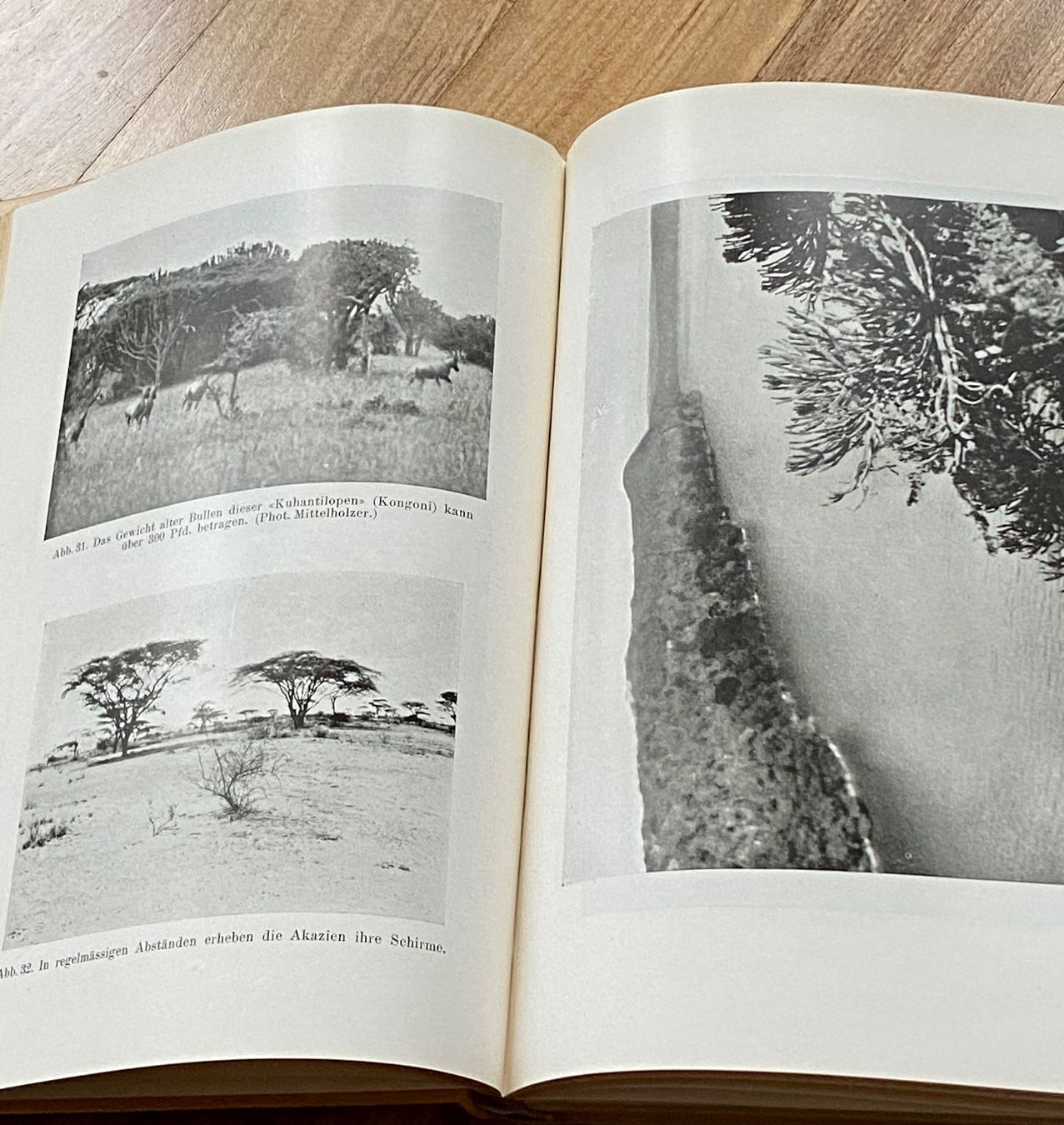 Libri: DER KILIMANJARO Dr. W. Seilinger – Usato da Zürich venduto da Camerountiger 3