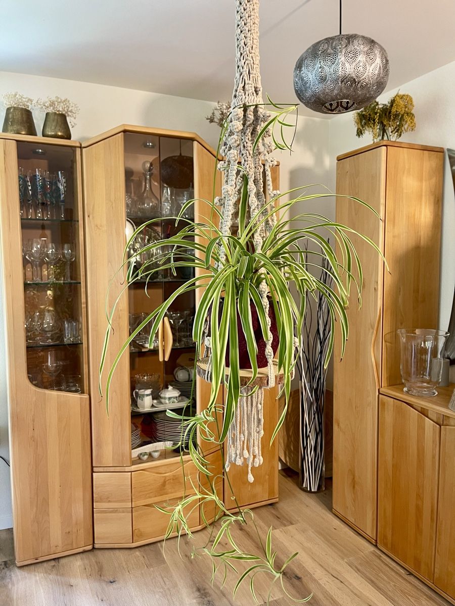 Tutte le decorazioni: 🪵 Makramee Blumenampel mit Glasboden oder Holzplatte🌺 – Nuovo e nell'imballaggio originale da Adliswil venduto da Ajoure_Atelier 7