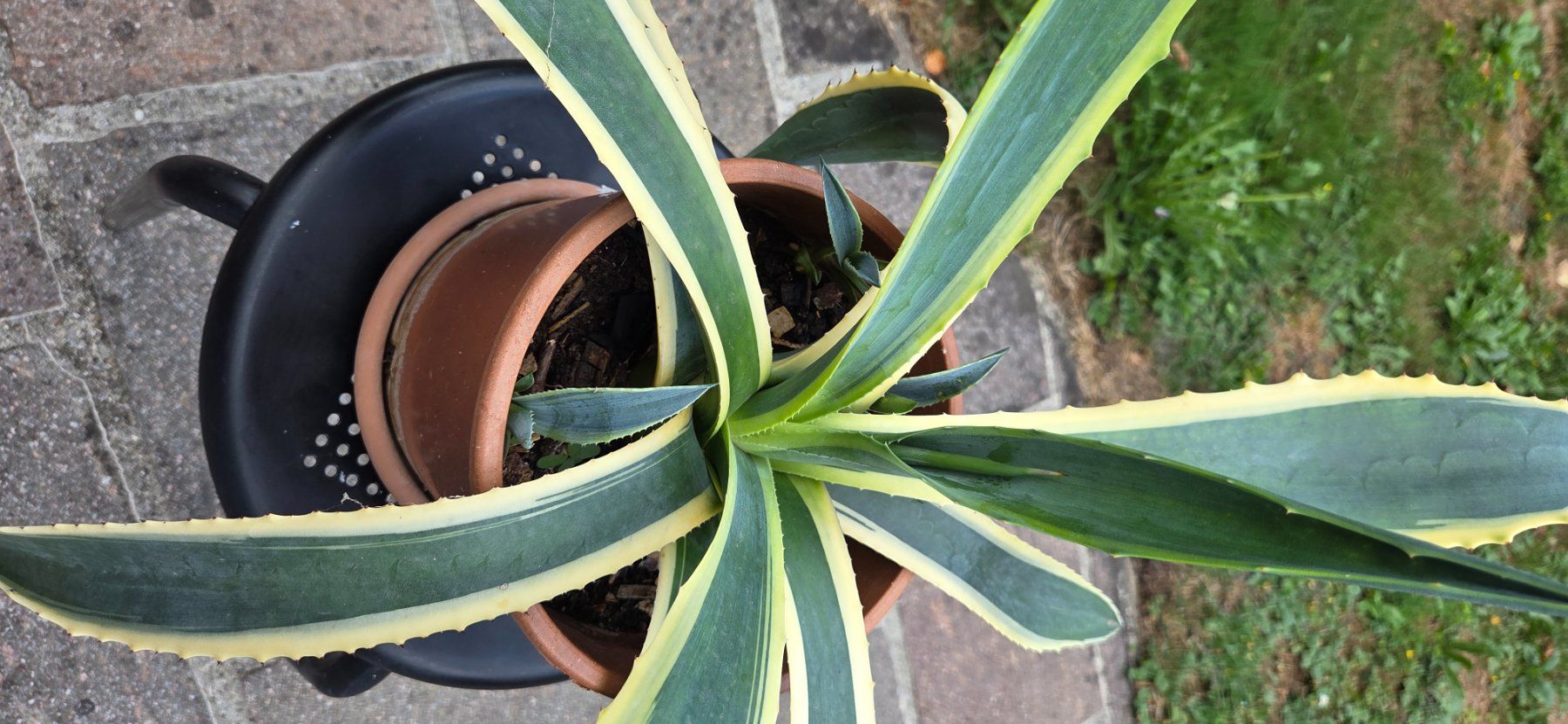 Pflanzen & Samen: Agave, kein Kaktus, eine Sukkulente – Gebraucht aus Würenlos von Browni01 1