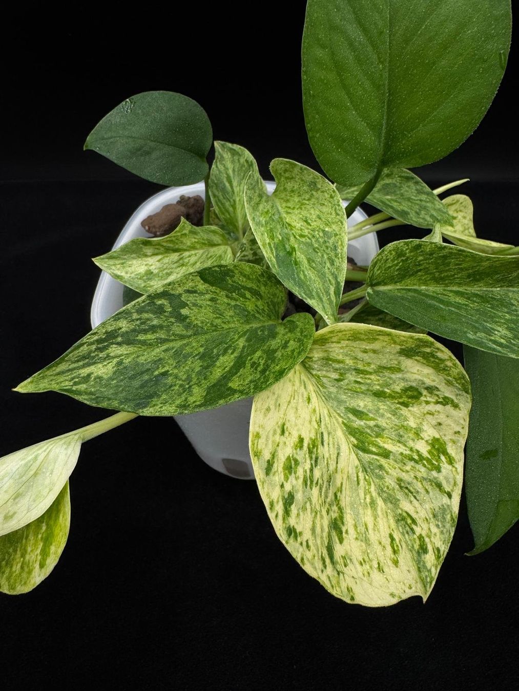 Pflanzen & Samen: Epipremnum aureum, 'Marble Queen' in Semihydro – Neu (gemäss Beschreibung) aus Bühler von googelibear 5