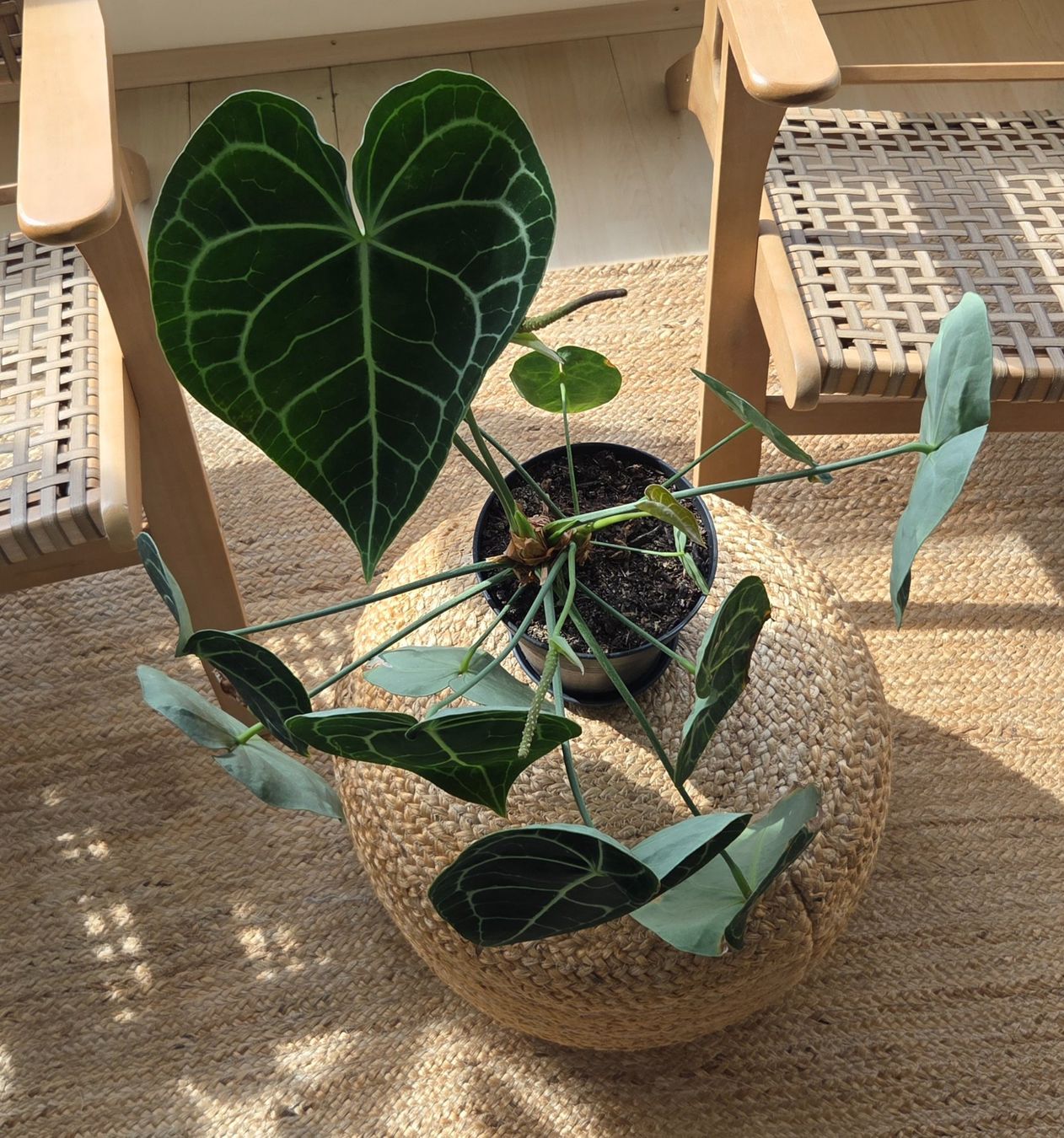 Plantes & graines: Anthurium crystallinum ODER clarinervium (ca. 40cm) – D'occasion à Zürich par wile_coyote