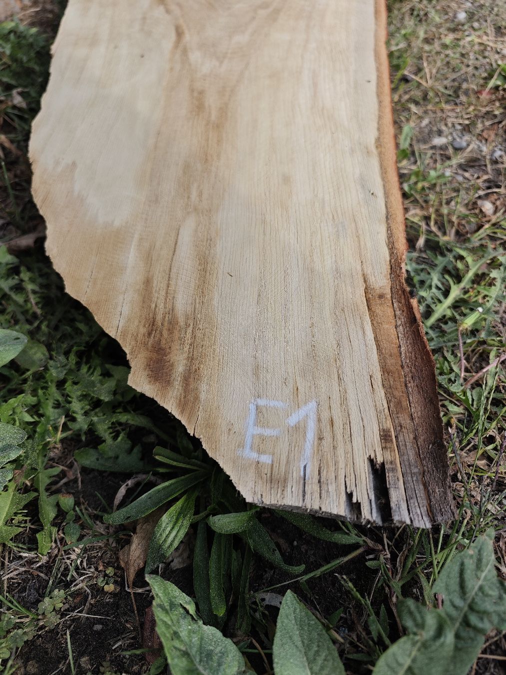 Holzartikel: E1 Eichenbrett massiv 30 mm – Luftgetrocknet – Neu (gemäss Beschreibung) aus Brittnau von Toebiholz 3