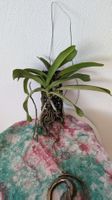 Rhynchostylis Gigantea 'Blue Jewel' Orchidee