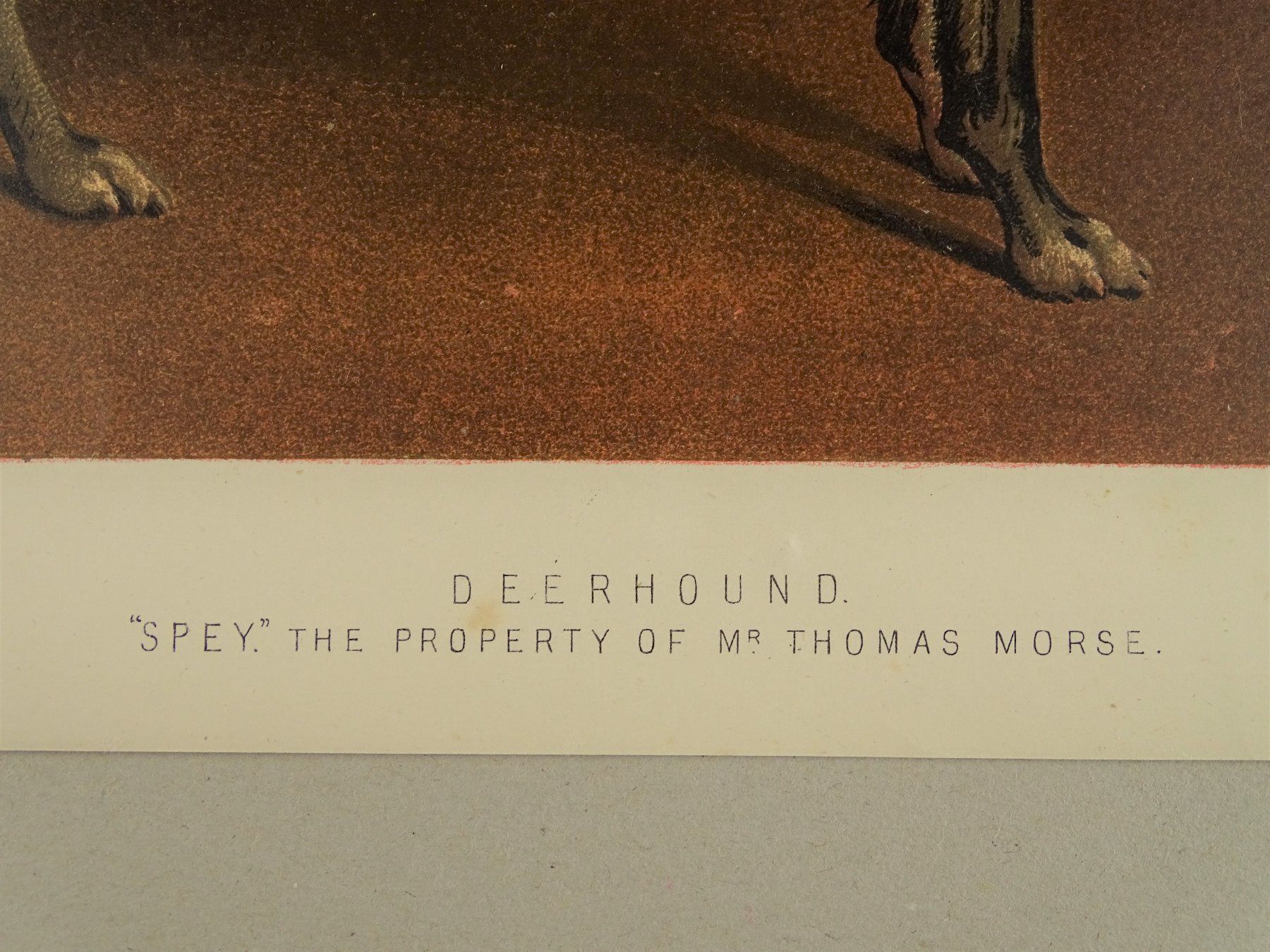 Incisioni: DEERHOUND, HIRSCHHUND, FARBLITHOGRAPHIE 1881 – Usato da Grüningen venduto da Kartensammler 6