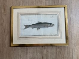 Antiker Kupferstich von Fisch 55 x 37.5 cm