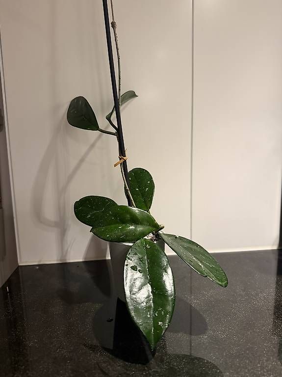 Piante & sementi: Hoya Carnosa 3 pieds#5 – Usato da Spiez venduto da Lunelu 1