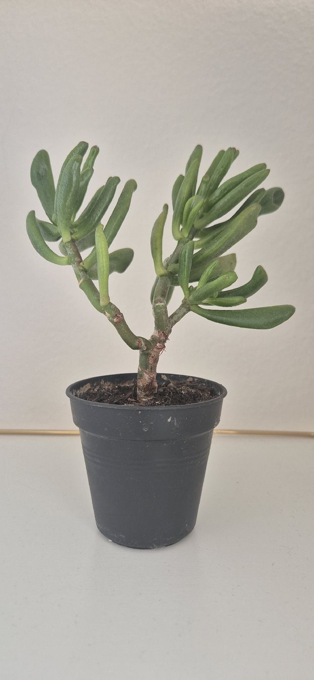 Plantes & graines: Sukkulente im Topf,, ca. 18cm – D'occasion à Zürich par 833_w68v