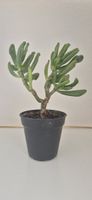 Sukkulente im Topf,, ca. 18cm