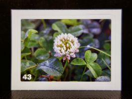 MIGROS MANIA Nature Detectives Nr. 43