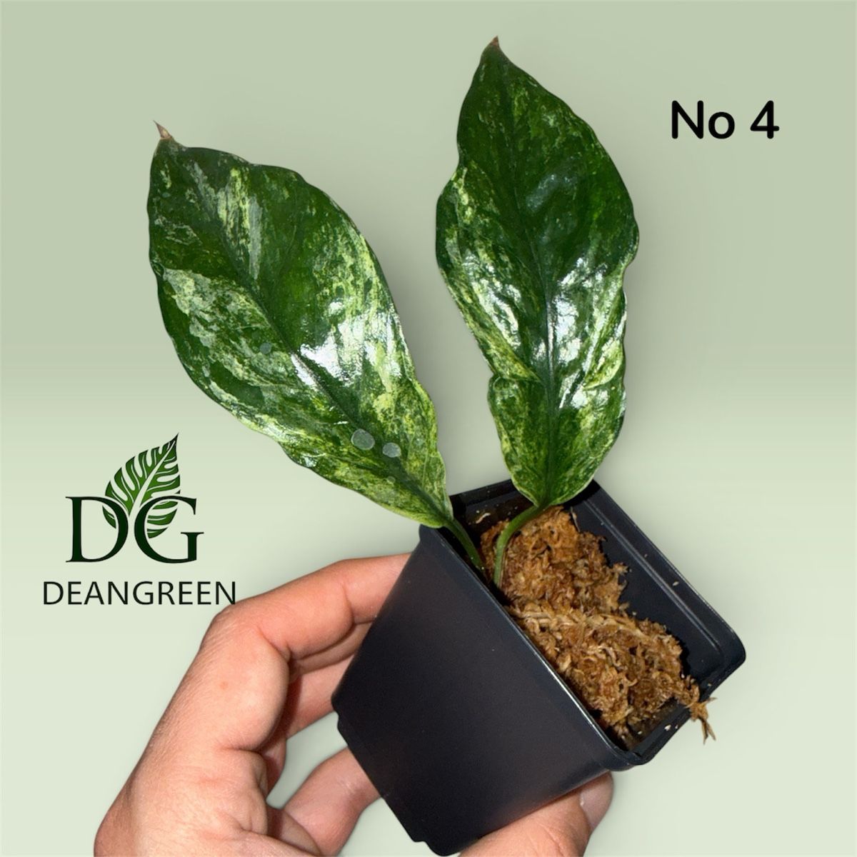 Piante & sementi: Epipremnum hanoman sp bali nr. 04 – Usato da Zürich venduto da DeanGreenZH