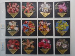 KRD Orchideen 1981  18A