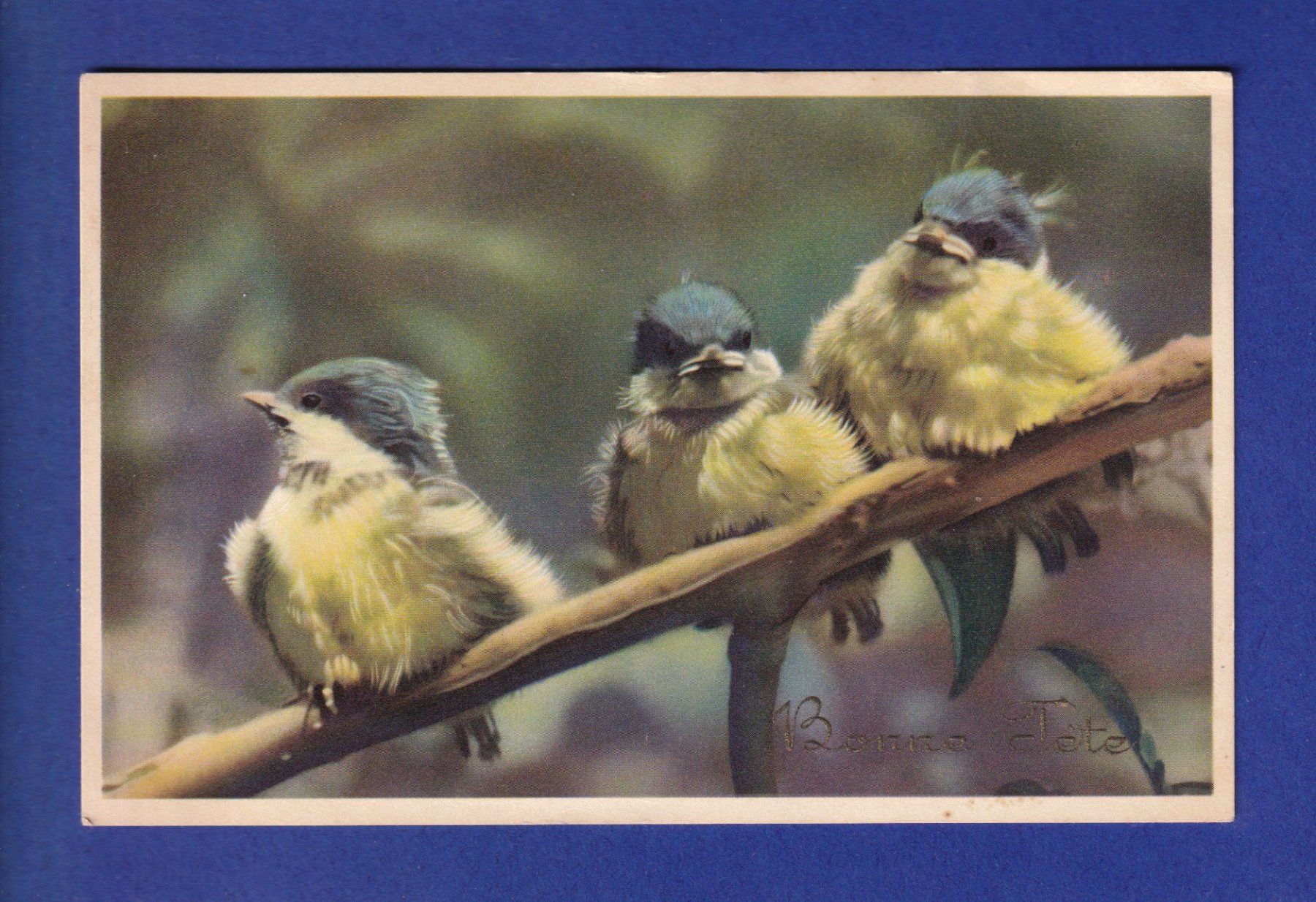 Cartes postales: OISEAU - Bébés mésange – D'occasion à Pully par nicecards-shop