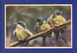 OISEAU - Bébés mésange