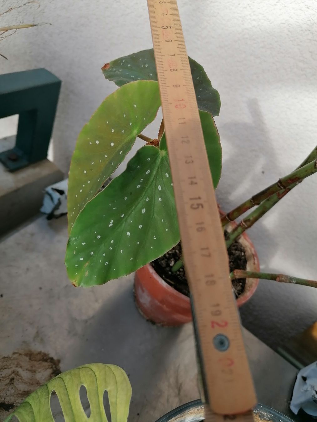 Piante & sementi: Begonia de colección – Usato da Le Mont-Pèlerin venduto da dundun1 7