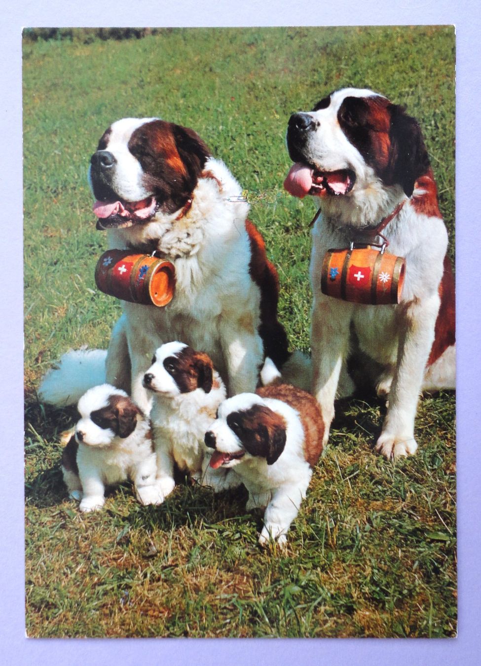 Ansichtskarten: Bernardinerhunde – Gebraucht aus Fétigny von Billy2miny