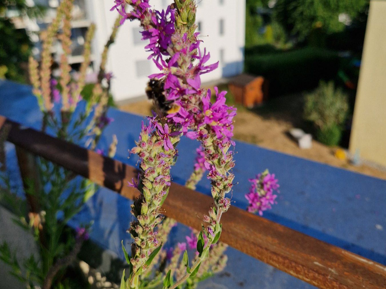 Piante & sementi: Balkon-/Gartenpflanze: Blutweiderich – Usato da Münchenbuchsee venduto da Aare22 7