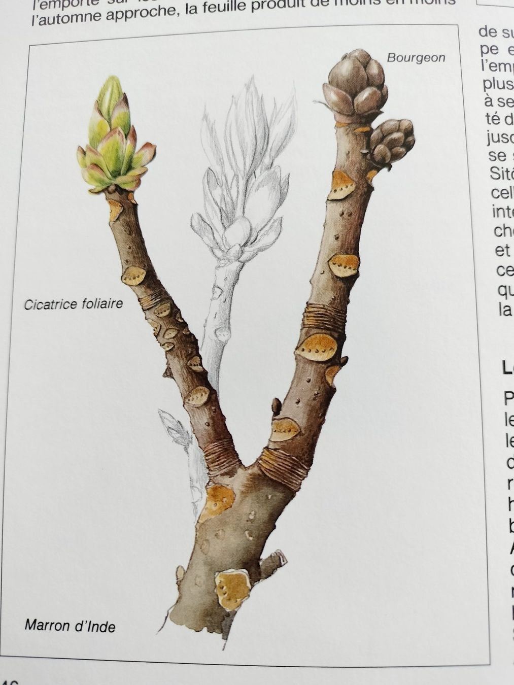 Libri: LA FORÊT Découvrez la forêt avec Silva – Usato da Cortaillod venduto da rozinna 6