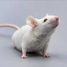 Profile image of muesli_huesli