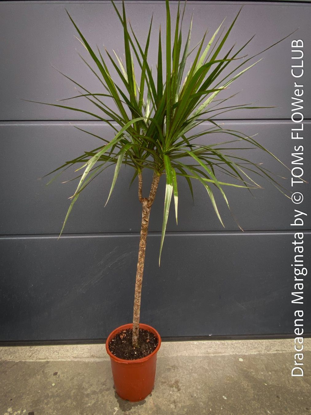 Piante & sementi: Dracaena Marginata - das elegante Drachenbaum - Bäumchen – Nuovo e nell'imballaggio originale da Adliswil venduto da astom369
