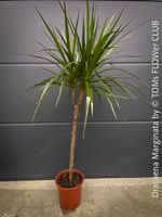 Dracaena Marginata - das elegante Drachenbaum - Bäumchen