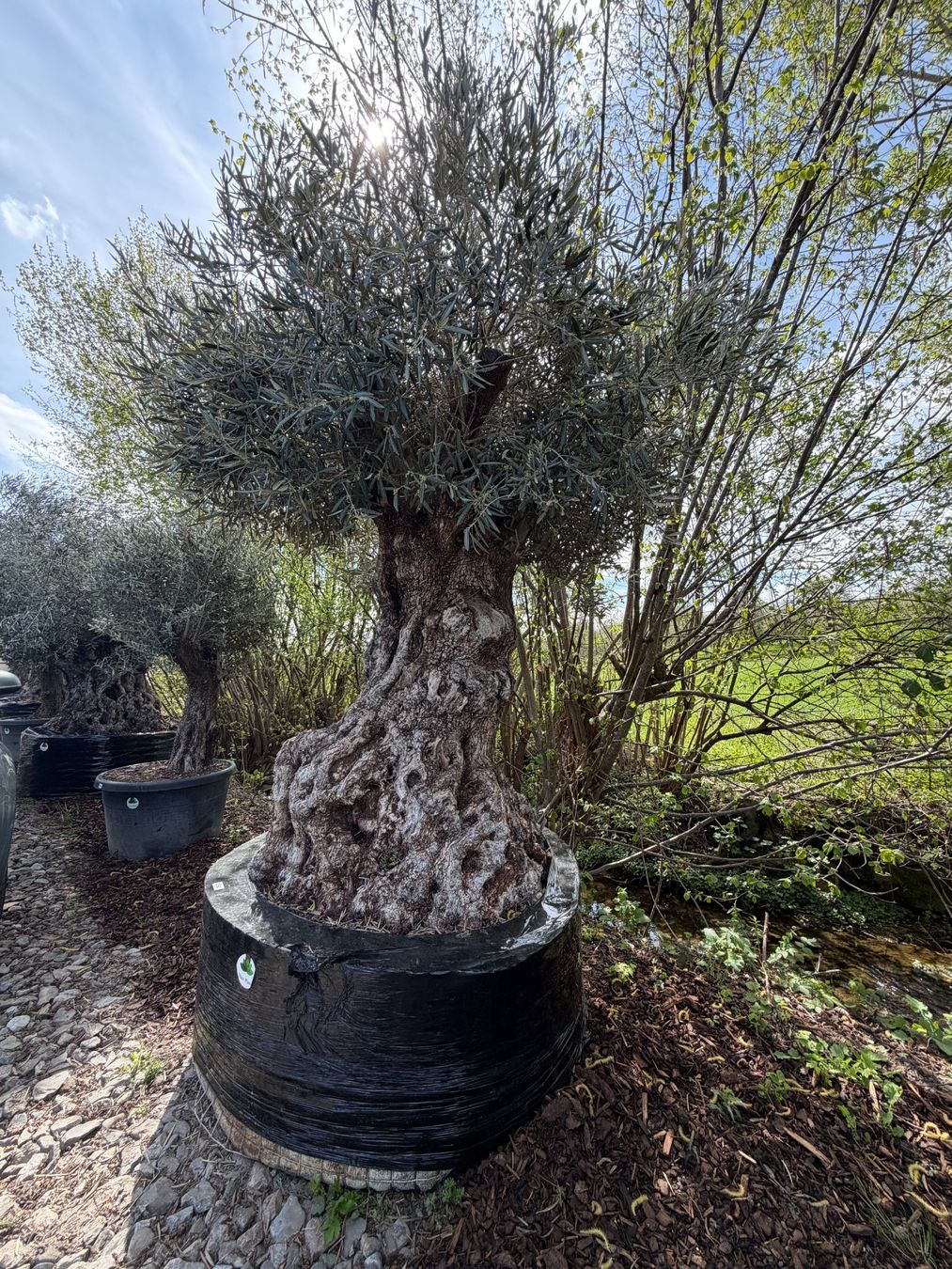 Piante & sementi: Olivenbaum "Olea Europea 18" Versand möglich – Nuovo (secondo la descrizione) da Zuckenriet venduto da Thur_Plant 2