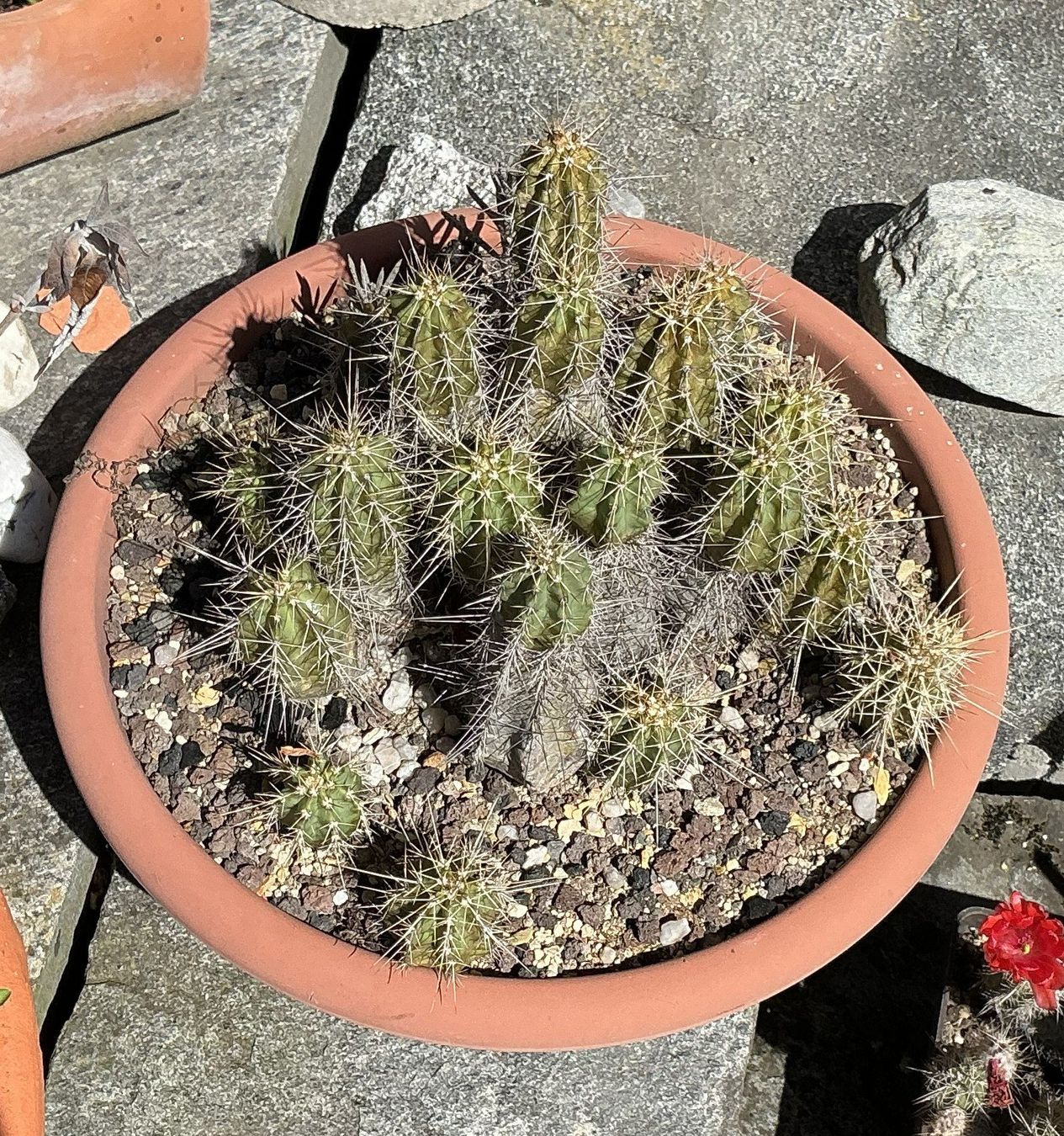 Piante & sementi: Echionocereus spec. (XL) – Usato da Lenzburg venduto da Boelli-Frau 2