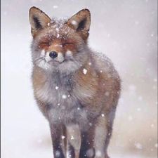 Profile image of FuxYa
