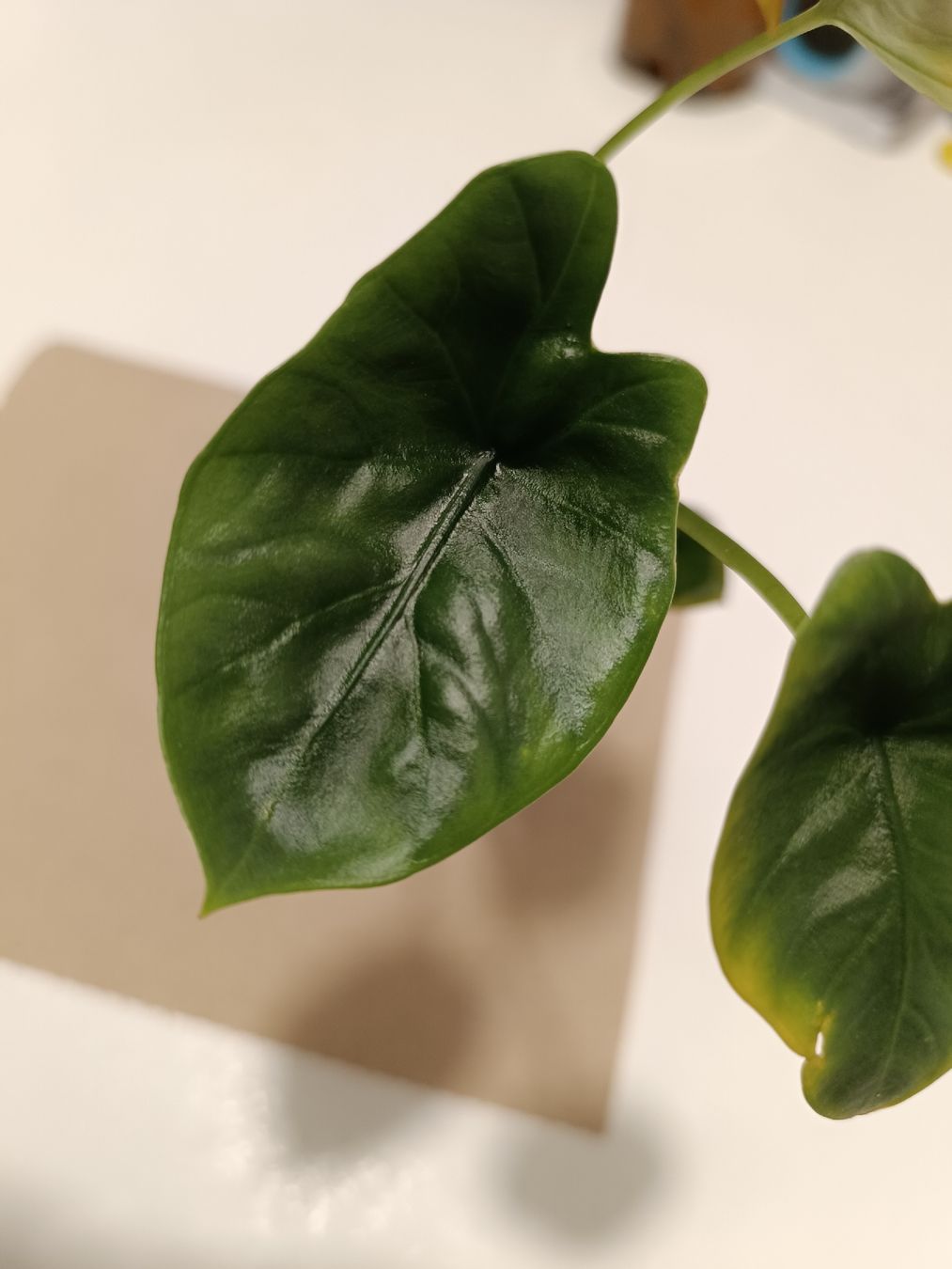 Pflanzen & Samen: Alocasia Lukiwan – Neu (gemäss Beschreibung) aus Sevelen von Stine_li_ 1