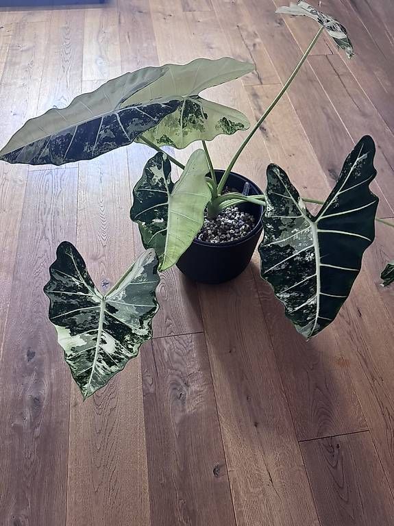 Piante & sementi: Alocasia Frydek variegata – Usato da Heimberg venduto da pas_9bd9 2