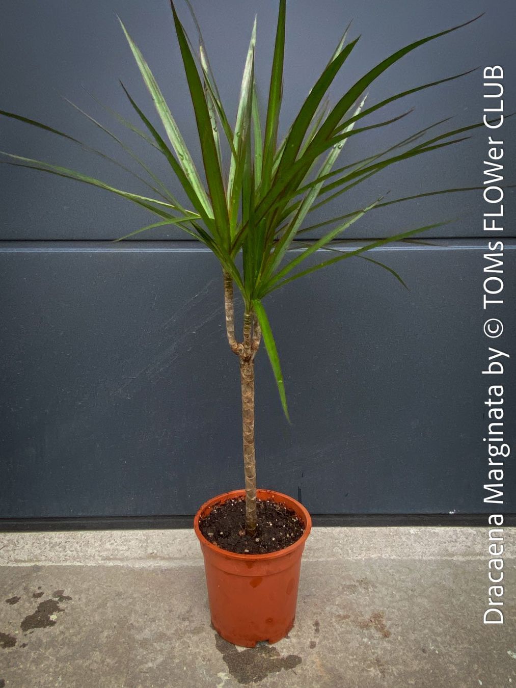 Piante & sementi: Dracaena Marginata - das elegante Drachenbaum - Bäumchen – Nuovo e nell'imballaggio originale da Adliswil venduto da astom369 4
