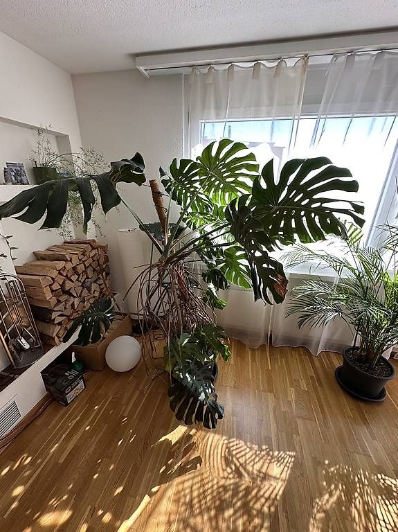 Piante & sementi: Riesengrosse Monstera – Usato da Hombrechtikon venduto da kus_q9vm 2