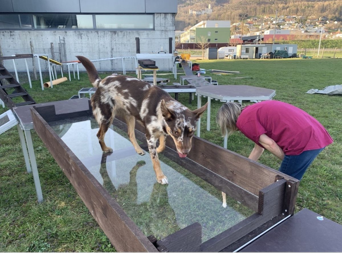 Giocattoli: Hunde-Sport-Geschicklichkeitsprcours – Usato da Balsthal venduto da Almendra